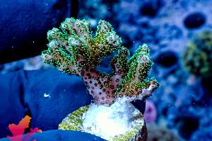 Pocillopora Thumbnail