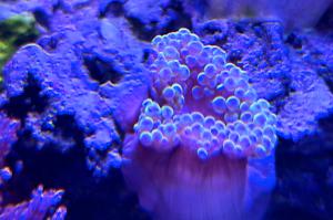 Bubble tip anemone Thumbnail