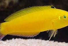 Yellow Wrasse Thumbnail