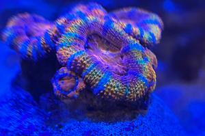 Rainbow Acan Thumbnail