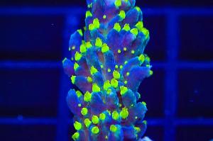 Garf Bonsia Coral Thumbnail