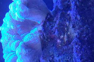 teal trumpet coral Thumbnail