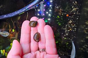 Zebra Nerite Thumbnail