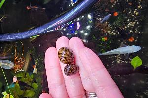 Zig Zag Nerite Thumbnail