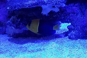 BICOLOR ANGELFISH *1 Thumbnail