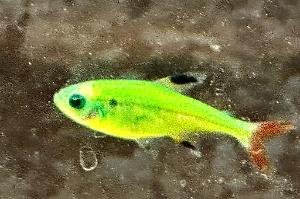 Glowlight Tetra Thumbnail