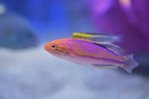 Pintail Fairy Wrasse Thumbnail