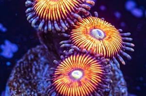 Armor of God Zoanthid Thumbnail