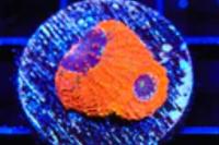 Orange Crush Echinata Coral Thumbnail