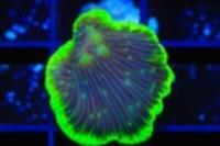 Highlighter Grape Plate Coral Thumbnail