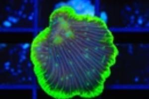 Highlighter Grape Plate Coral Thumbnail