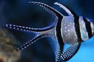 Banggai Cardinal Thumbnail