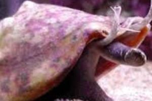 Fighting Conch Thumbnail