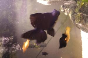 Black Moor Goldfish Thumbnail