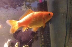 Common Goldfish  Thumbnail