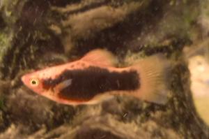 Platy  Thumbnail