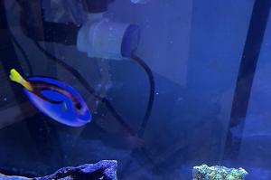 Yellow Belly Blue Tang Thumbnail