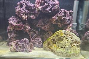 13.5 gallon saltwater tank  Thumbnail