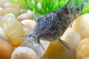 Peppered Corydoras Thumbnail