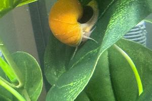 Black Mystery Snail Thumbnail