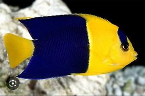 Bicolor Angelfish Thumbnail