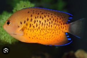 Rusty Angelfish Thumbnail