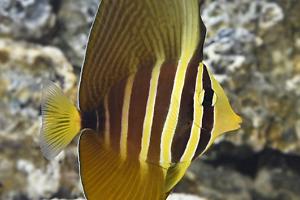 Sailfin Tang Thumbnail