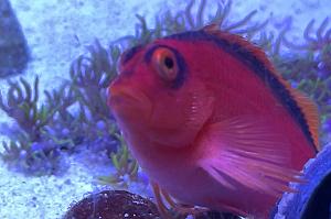 Flame Hawkfish Thumbnail