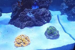 open Brain Coral (rainbow) Thumbnail