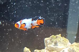 Longfin snowflake clownfish  Thumbnail