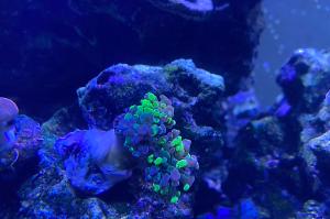 75 mixed reef  Thumbnail