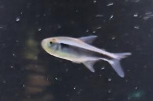 Black neon tetra Thumbnail