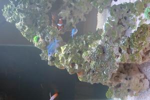 Blue/Green Reef Chromis Thumbnail