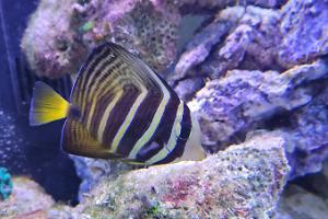 sailfin tang Thumbnail