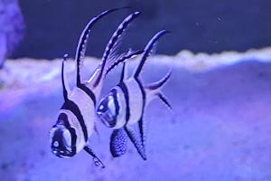 banggai cardinalfish Thumbnail