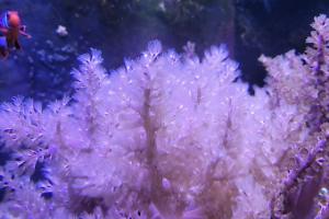 Kenya Tree Coral Thumbnail