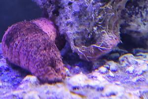 Black Sea Cucumber Thumbnail