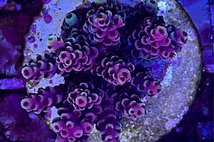 Red Sea Reefer 170 Thumbnail