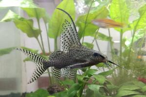 Synodontis Eupterus Catfish Thumbnail