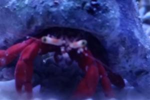 Mexican Red Leg Hermit Crab Thumbnail