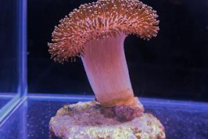 Red Brick Toadstool

 Thumbnail