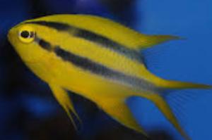 Black and Gold Chromis Thumbnail