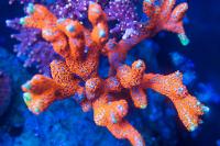 Branched Montipora Coral Thumbnail