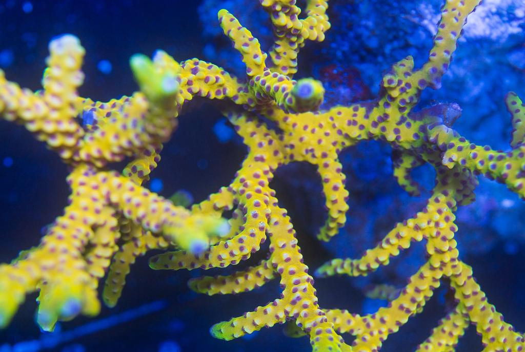 Goldenrod Anacropora