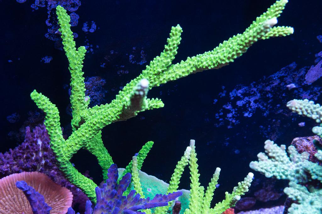 Bali Green Slimer / Acropora yongei 287