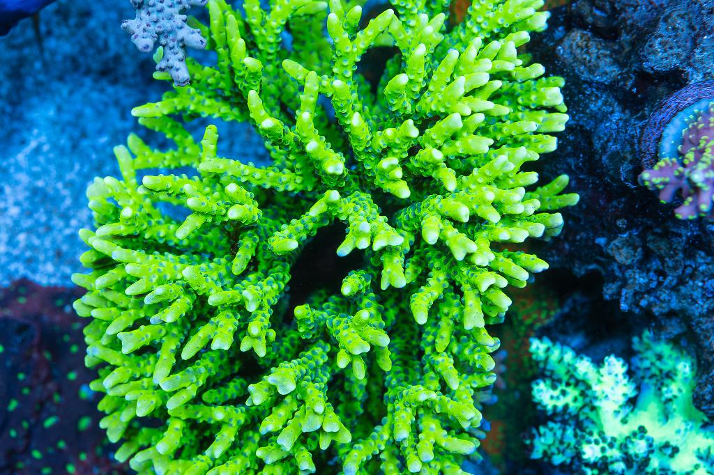 Anacropora / Anacropora sp 150