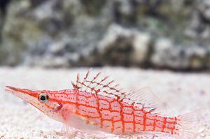 Longnose Hawkfish Thumbnail