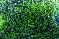 Green Star Polyps Thumbnail