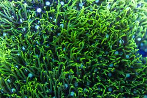 Green Star Polyp