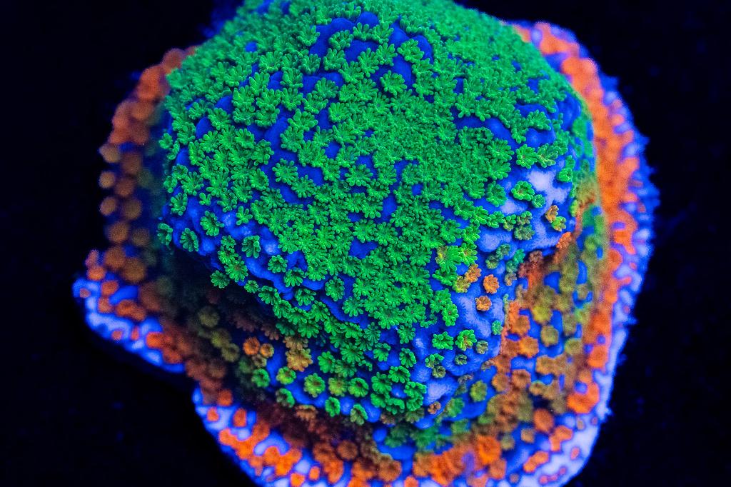 Fruity Pebbles / Montipora sp var Fruity Pebbles 27